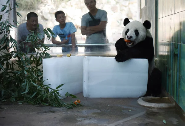 Panda Gigante Come Una Zanahoria Mientras Encuentra Bloques Hielo Para — Foto de Stock