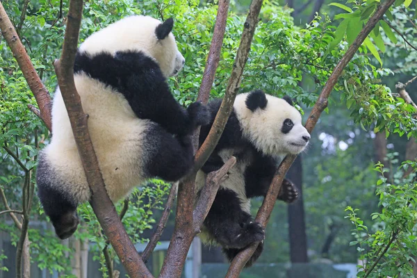 Zwei Riesenpandas Klettern Auf Einen Baum Der Chengdu Forschungsbasis Der — Stockfoto