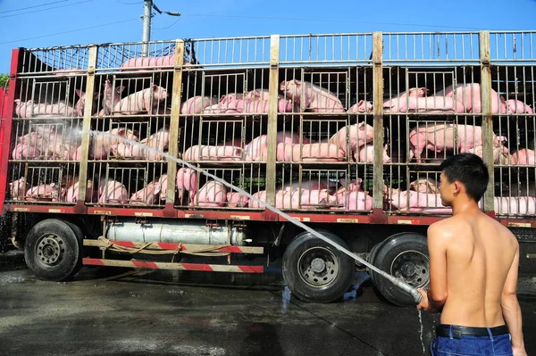 Autista Spruzza Acqua Sui Maiali Camion Rinfrescarsi Una Giornata Torrida — Foto Stock