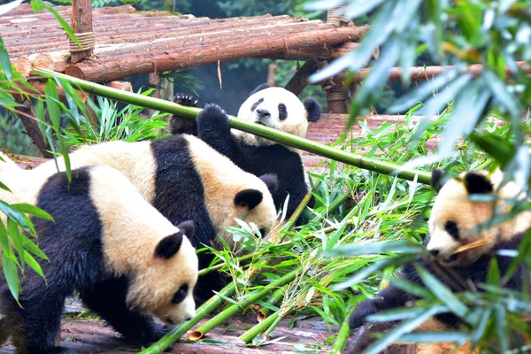 Giant Pandas Eat Bamboo Chengdu Research Base Giant Panda Breeding — Stock Photo, Image