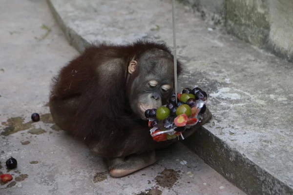 Orangután Come Frutas Heladas Para Refrescarse Zoológico Día Abrasador Chongqing — Foto de Stock