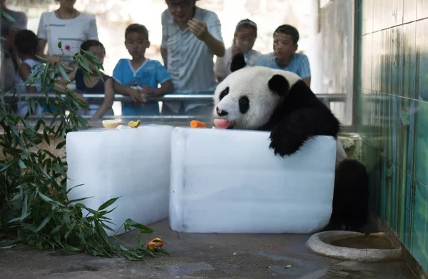 Panda Gigante Come Una Manzana Mientras Encuentra Bloques Hielo Para —  Fotos de Stock