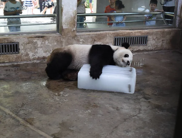 Panda Gigante Yace Bloque Hielo Para Refrescarse Día Abrasador Zoológico —  Fotos de Stock