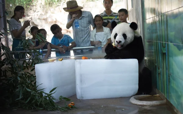Egy Óriás Panda Eszik Egy Almát Mert Fekszik Jégtömbök Lehűlni — Stock Fotó