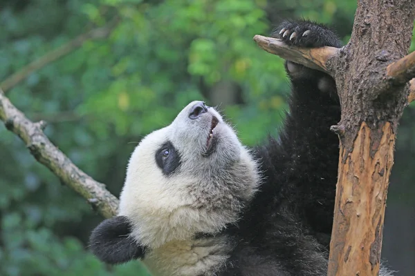 Panda Géant Grimpe Arbre Chengdu Research Base Giant Panda Breeding — Photo