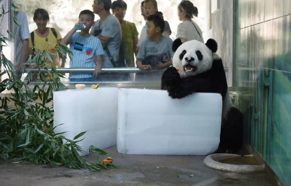 Egy Óriás Panda Eszik Sárgarépa Mert Fekszik Jégtömbök Lehűlni Perzselő — Stock Fotó