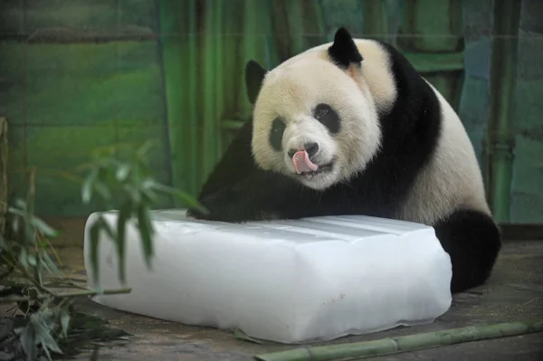 Gigantyczna Panda Wbija Swój Język Ponieważ Leży Bloku Lodu Aby — Zdjęcie stockowe