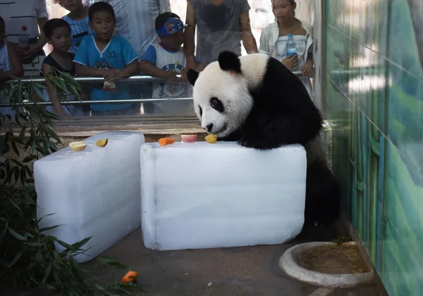 Panda Gigante Fica Blocos Gelo Para Refrescar Dia Escaldante Zoológico — Fotografia de Stock