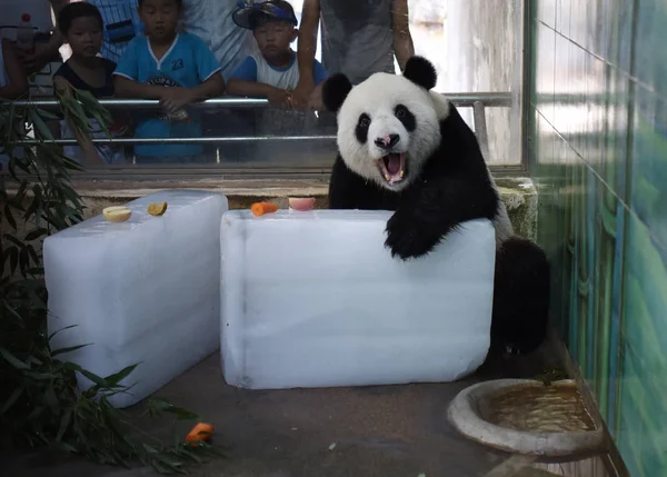 Egy Óriás Panda Hazudik Jégtömbök Lehűlni Perzselő Nap Wuhan Állatkert — Stock Fotó