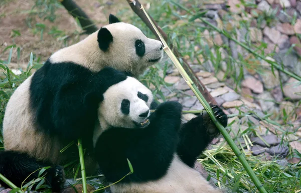 Riesenpandas Fressen Bambus Der Panda Halle Malerischen Ort Des Longtan — Stockfoto