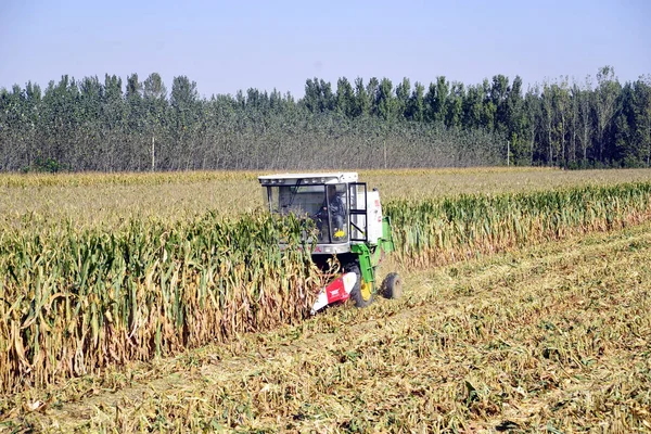 Agricultor Chino Conduce Una Máquina Segadora Para Cosechar Maíz Campo —  Fotos de Stock