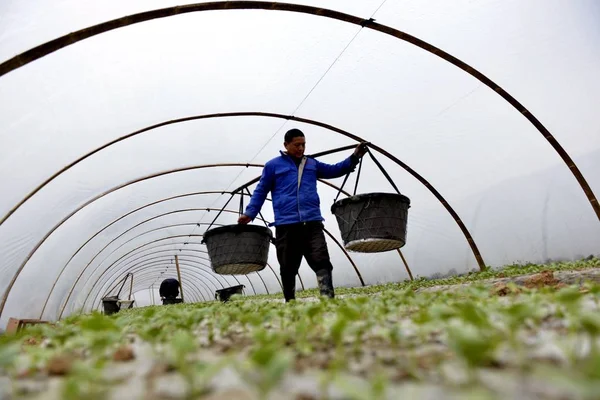 Китайський Фермер Працює Оранжереї Графстві Rongjiang Qiandongnan Мяо Донг Автономного — стокове фото