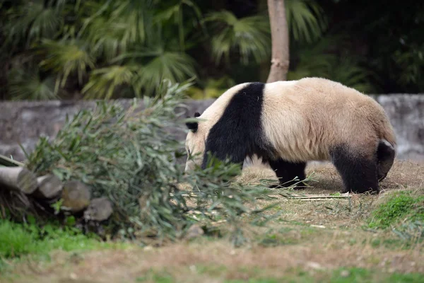 Panda Géant Hua Mange Bambou Base Dujiangyane Centre Chinois Conservation — Photo