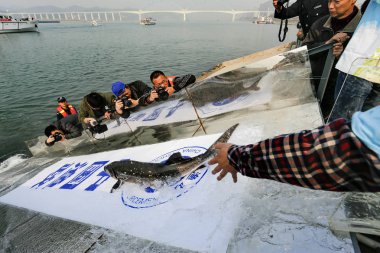 A Chinese sturgeon is being released into the Yangtze River in Yichang city, central China's Hubei province, 1 March 2016 clipart
