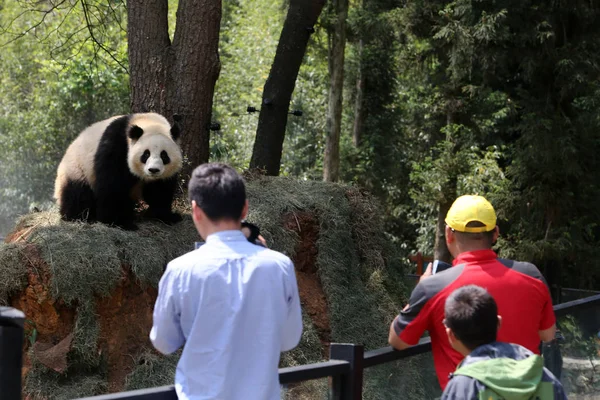 Návštěvníci Podívejte Obří Pandu Yunnan Wild Animal Park Kunmingské Provincii — Stock fotografie