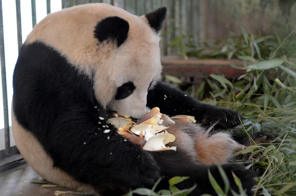 Giant Panda Zai Zai Eats Bamboo Shoots Lanzhou Zoo Lanzhou — Stock Photo, Image