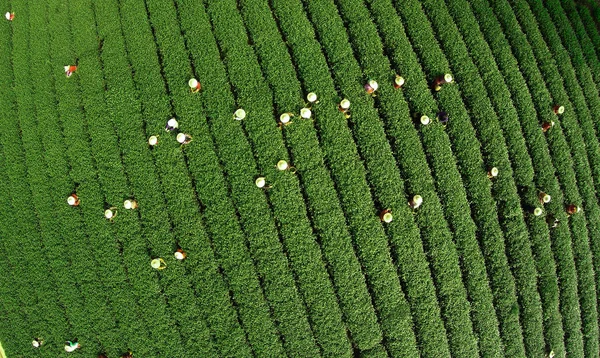 Luftaufnahme Von Chinesischen Bauern Bei Der Teeblätterernte Auf Einer Teeplantage — Stockfoto