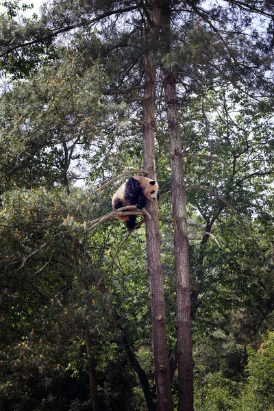 Panda Gigante Trepa Árbol Yunnan Wild Animal Park Ciudad Kunming — Foto de Stock
