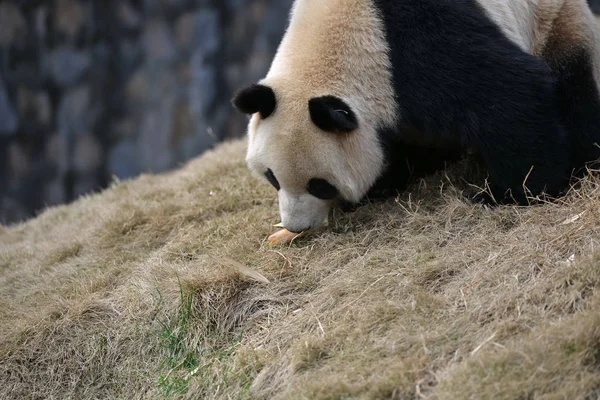 Panda Gigante Feminina Hua Come Brotos Bambu Base Dujiangyan Centro — Fotografia de Stock