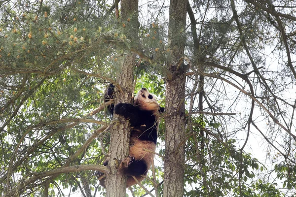 Ein Riesiger Panda Klettert Auf Einen Baum Wildtierpark Yunnan Der — Stockfoto