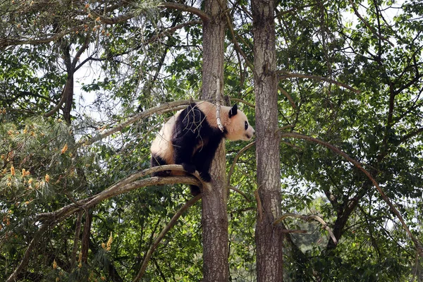 Ένα Γιγάντιο Πάντα Σκαρφαλώνει Ένα Δέντρο Στο Πάρκο Άγριας Ζωικής — Φωτογραφία Αρχείου
