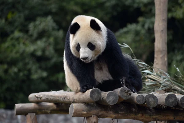 Ženská Obří Panda Hua Odpočívá Dřevěném Stánku Dujiangyanské Základně Čínského — Stock fotografie