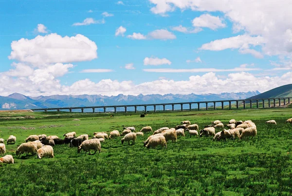 Des Troupeaux Nourrissent Dans Une Prairie Près Chemin Fer Qinghai — Photo