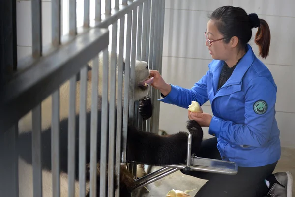 Una Cuidadora China Alimenta Panda Gigante Macho Hua Xin Brotes — Foto de Stock