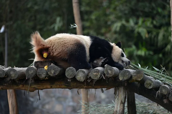 Panda Gigante Feminina Hua Defeca Estande Madeira Base Dujiangyan Centro — Fotografia de Stock