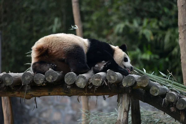 Vrouwelijke Giant Panda Hua Rust Een Houten Stand Dujiangyan Basis — Stockfoto