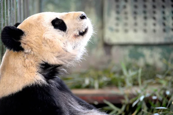 Obří Panda Zai Zai Vyobrazená Lanzhou Zoo Lanzhou City Provincii — Stock fotografie