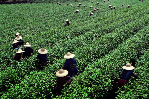 Chinese Boeren Oogsten Theebladeren Een Thee Plantage Een Dorp Het — Stockfoto