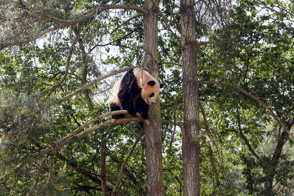 Panda Géant Grimpe Arbre Parc Animalier Sauvage Yunnan Dans Ville — Photo