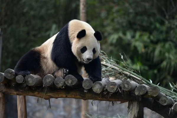 Ženská Obří Panda Hua Odpočívá Dřevěném Stánku Dujiangyanské Základně Čínského — Stock fotografie