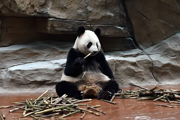 2016 日中国南西部の四川省成都市の成都動物園に新しく改装された部屋でタケノコを食べるジャイアント パンダ — ストック写真