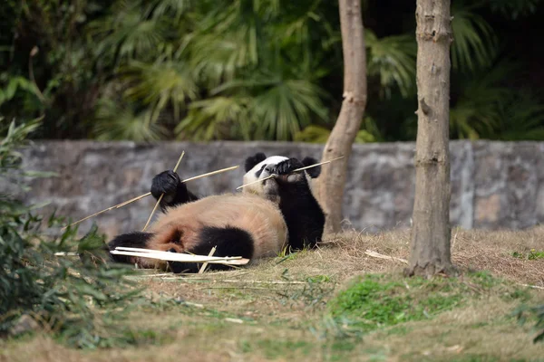 Panda Gigante Feminina Hua Come Bambu Base Dujiangyan Centro Conservação — Fotografia de Stock