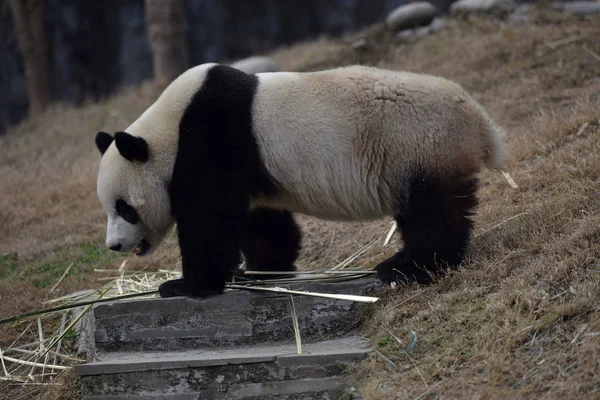 Θηλυκό Giant Panda Γιουάν Xin Τρώει Μπαμπού Στο Dujiangyan Βάση — Φωτογραφία Αρχείου