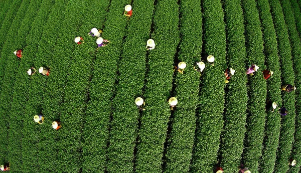 Havadan Görünümü Çinli Çiftçilerin Hasat Çay Çay Plantasyon Bir Köyde — Stok fotoğraf