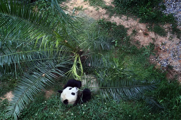 Panda Gigante Come Bambú Yunnan Wild Animal Park Ciudad Kunming — Foto de Stock