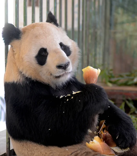 Panda Gigante Zai Zai Come Brotos Bambu Zoológico Lanzhou Cidade — Fotografia de Stock