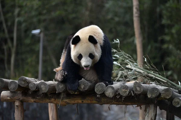 Női Óriás Panda Hua Reagál Állványon Kína Megőrzésére Kutatóközpont Dujiangyan — Stock Fotó