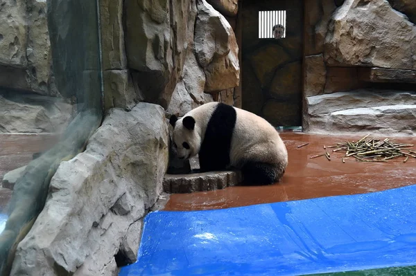 Panda Gigante Juega Una Habitación Recientemente Renovada Zoológico Chengdu Ciudad — Foto de Stock