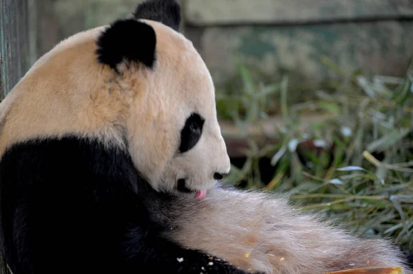 Гигантская Панда Зай Цай Изображена Зоопарке Ланьчжоу Городе Ланьчжоу Северо — стоковое фото