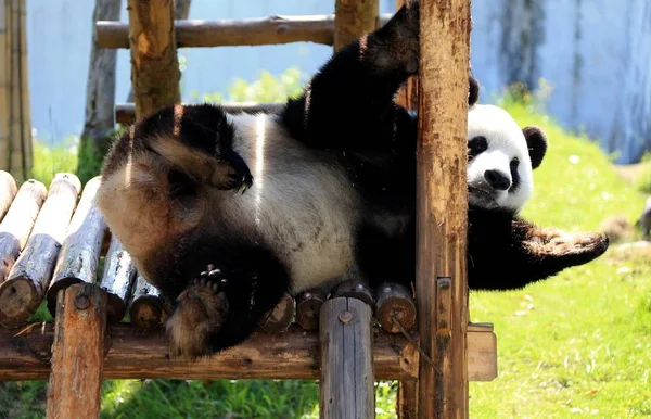 Panda Gigante Juega Soporte Madera Para Disfrutar Del Sol Parque — Foto de Stock