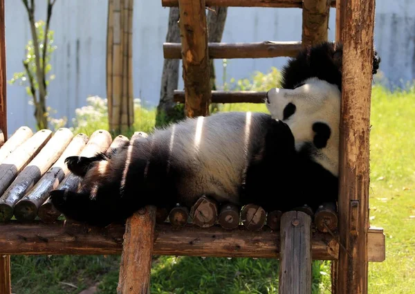 Obří Panda Hraje Dřevěném Stánku Aby Vychutnávat Slunce Parku Giant — Stock fotografie