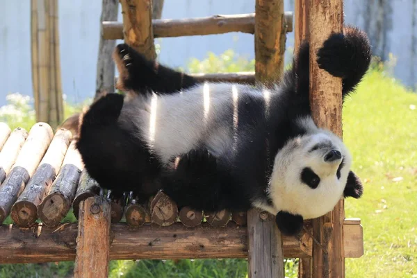Gigantisk Panda Spelar Ett Trä Stativ För Att Njuta Solen — Stockfoto