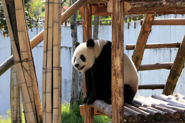 Panda Gigante Descansa Estande Madeira Para Desfrutar Sol Parque Ecológico — Fotografia de Stock