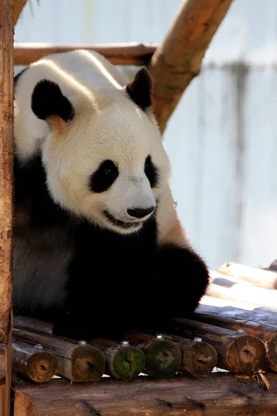 Egy Óriás Panda Nyugszik Fából Készült Állvány Hogy Élvezze Napot — Stock Fotó