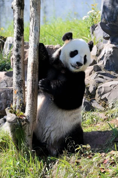 Obří Panda Ponechá Vychutnat Slunce Parku Giant Panda Hrabství Xiuning — Stock fotografie