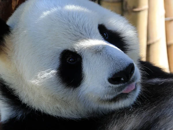 Obří Panda Ponechá Vychutnat Slunce Parku Giant Panda Hrabství Xiuning — Stock fotografie